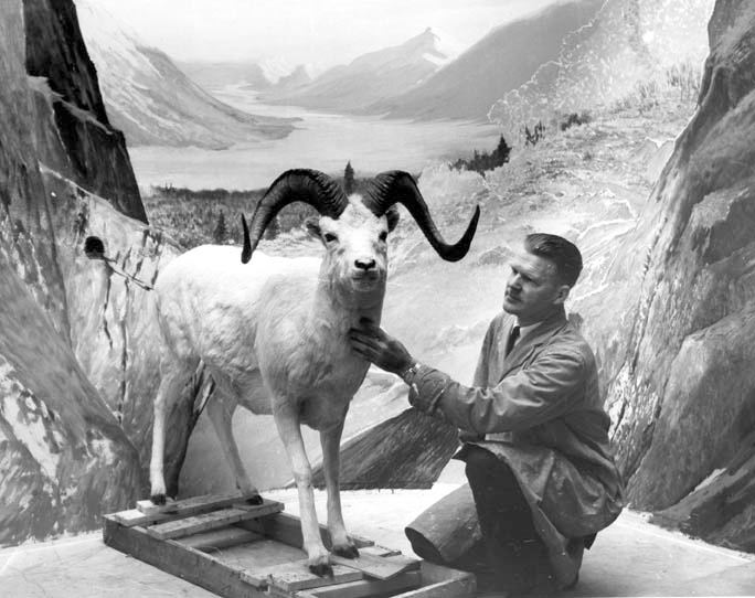 Clarence Tillenius working on Dall Sheep Diorama at National Museum, Ottawa, Ontario © Clarence Tillenius, click image to return to Tillenius Dioramas