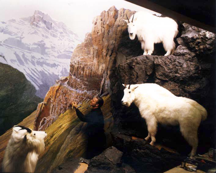 Rocky Mountain Goat Diorama at Provincial Museum, Edmonton, AB © Clarence Tillenius, click image to return to Tillenius Dioramas